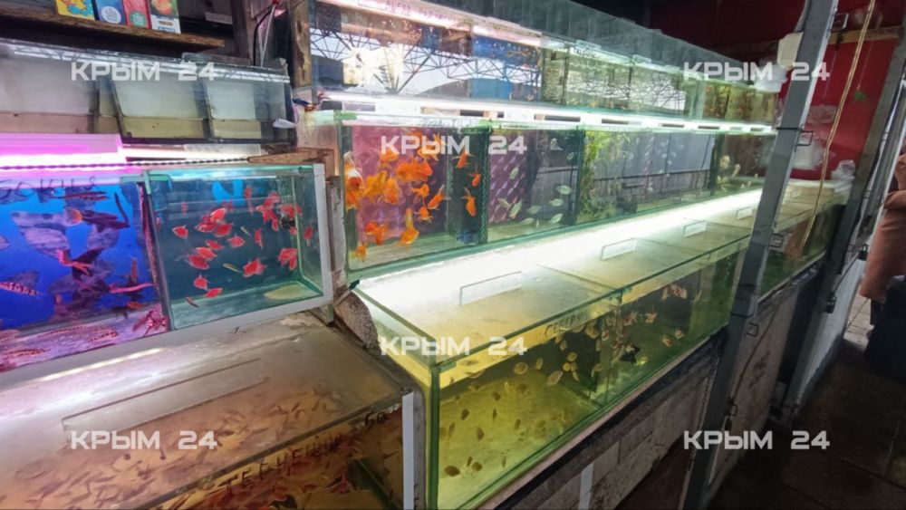 � ����������� ��������� ������ ������