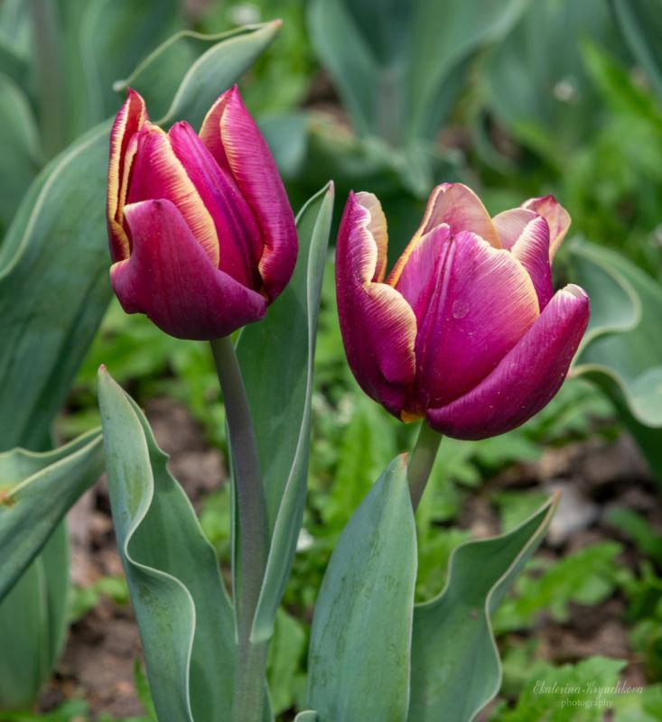 � ��������� ������������ ���� �������� ����� ��������� ������ �������