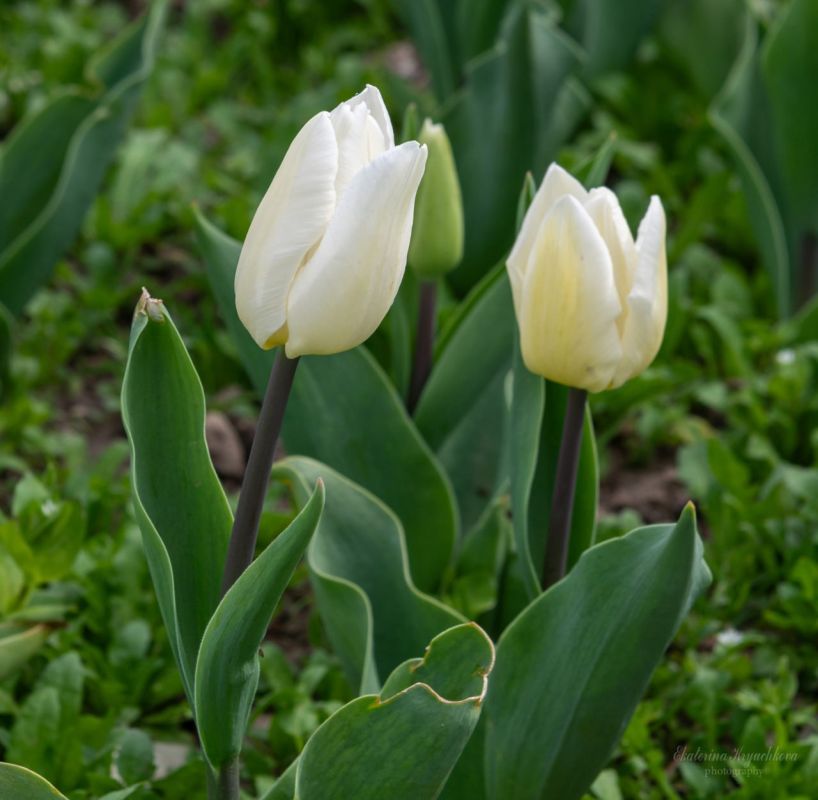 � ��������� ������������ ���� �������� ����� ��������� ������ �������