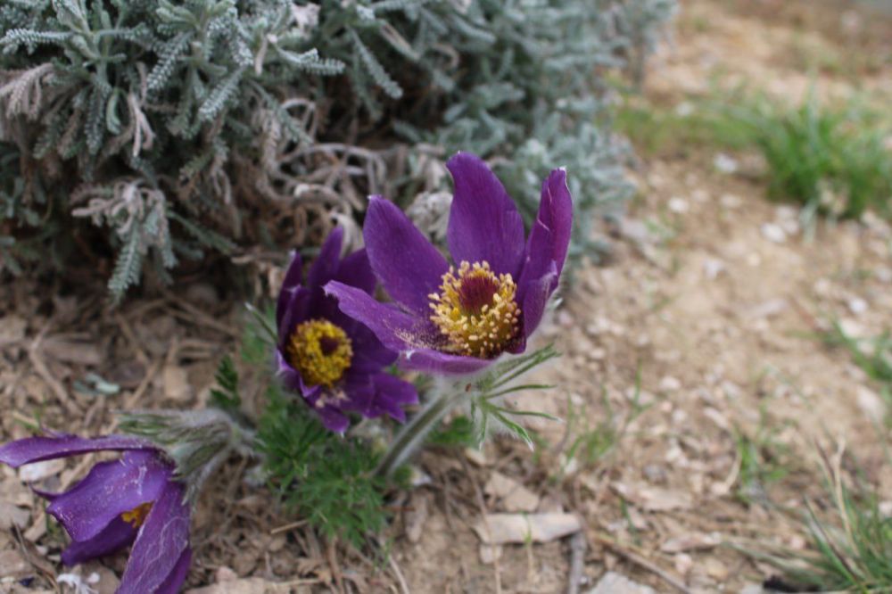 ���� ������� ����. � ����������� �������, ���� ��������� �����