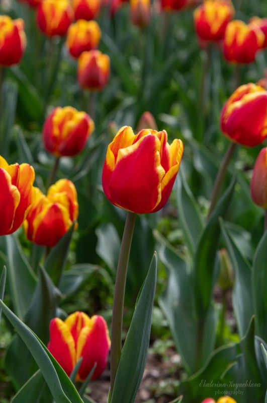 � ��������� ������������ ���� �������� ����� ��������� ������ �������