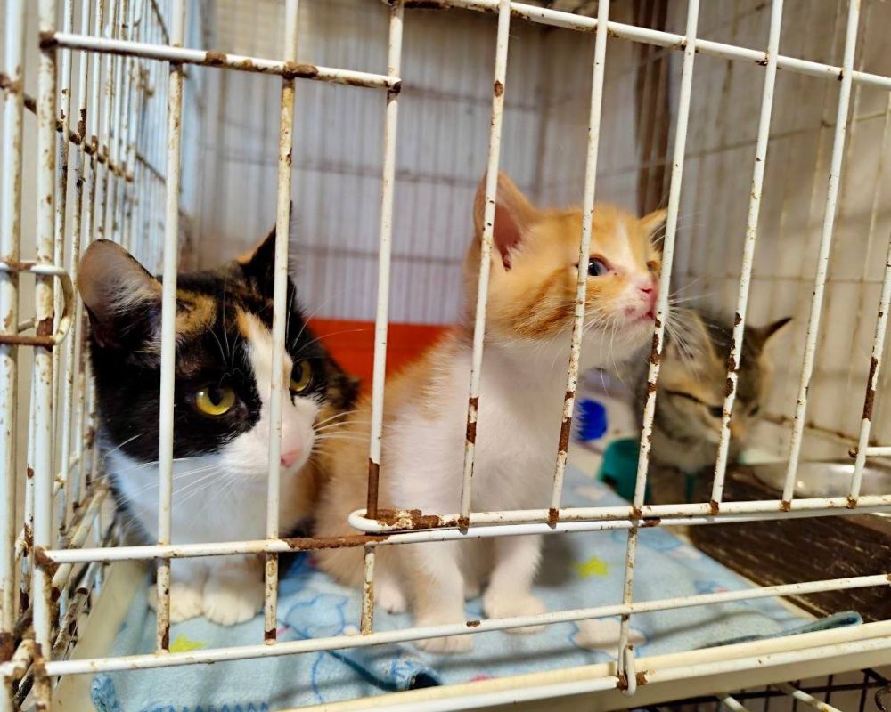 Корм в кошачий дом. В Севастопольском архитектурно-строительном техникуме уже в пятый раз проходит акция «Корм в кошачий дом» Корм в кошачий дом. В Севастопольском архитектурно-строительном техникуме уже в пятый раз проходит акция «Корм в кошачий дом»