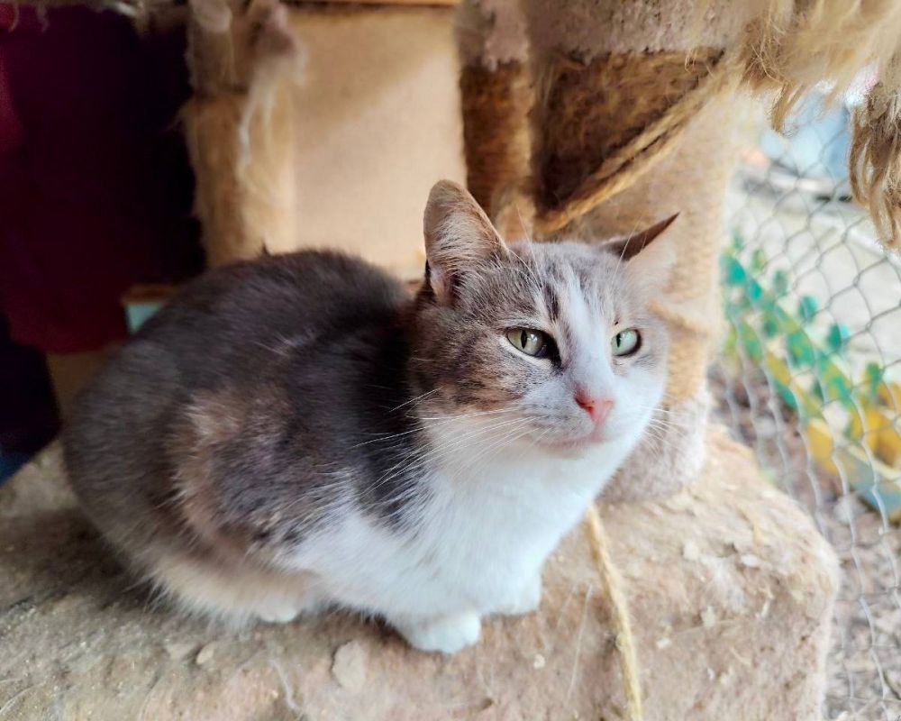 Корм в кошачий дом. В Севастопольском архитектурно-строительном техникуме уже в пятый раз проходит акция «Корм в кошачий дом» Корм в кошачий дом. В Севастопольском архитектурно-строительном техникуме уже в пятый раз проходит акция «Корм в кошачий дом»