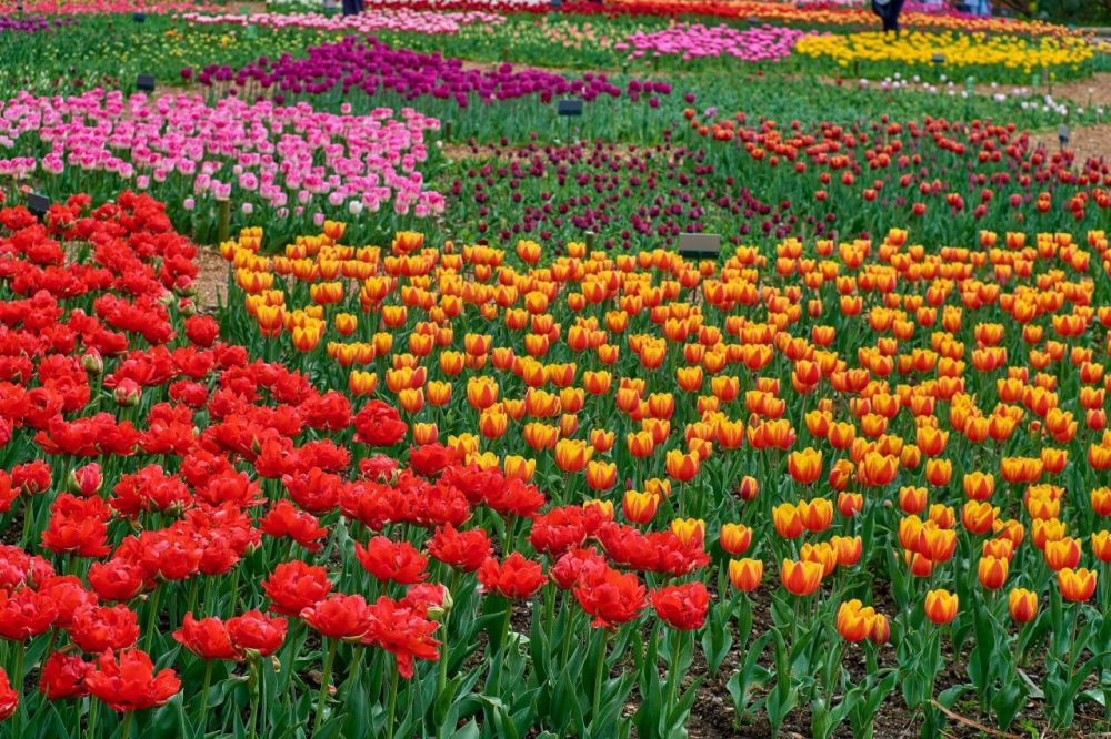 � ��������� ������������ ���� ��������� ����� ���������