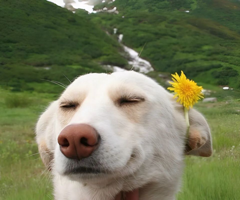 �� ��� ����� ��� �������. ���� � ����������� ���������� ��� ���: ������ �������� �������