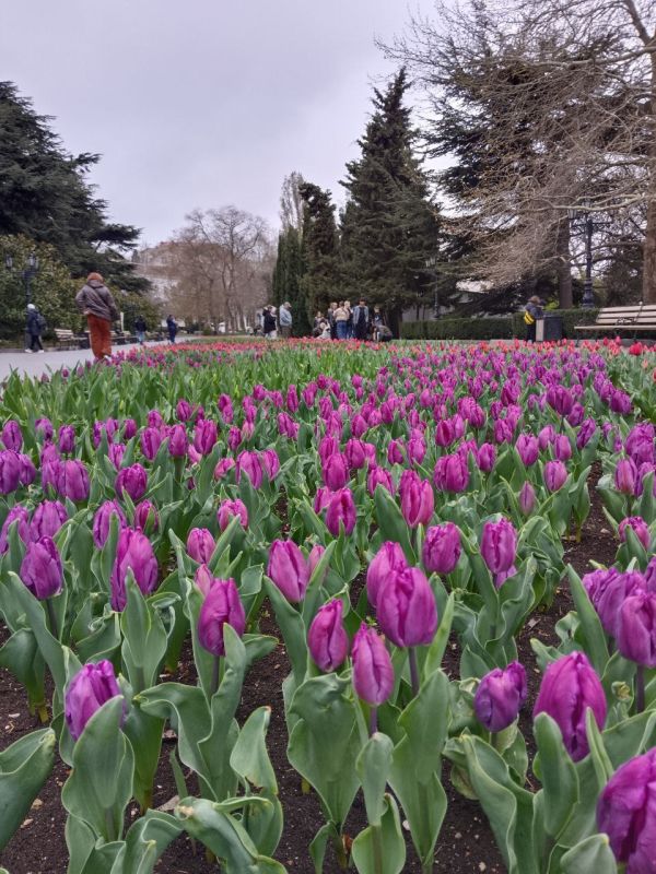 Доброе утро, Севастополь!. Конкуренцию Никитскому ботаническому саду готовы составить тюльпаны на Приморском бульваре