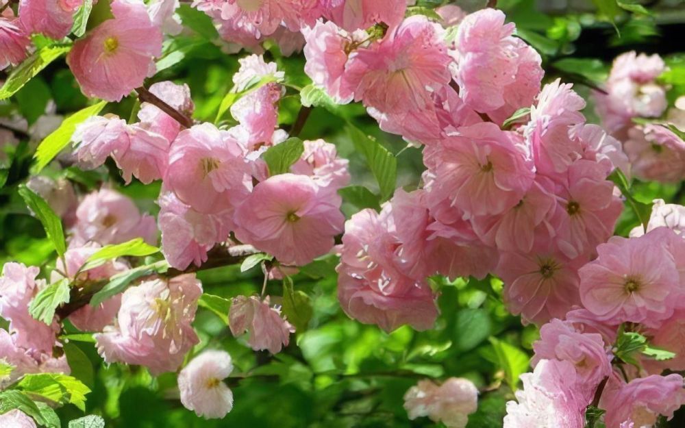 #Что это за цветок?. Пышные розовые помпоны на ветках - она точно знает, как быть в центре внимания