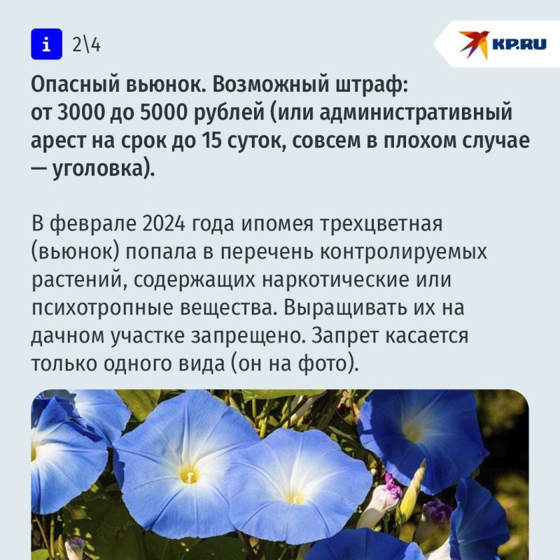 За что дачников могут оштрафовать в 2025 году – список нарушений За что дачников могут оштрафовать в 2025 году – список нарушений