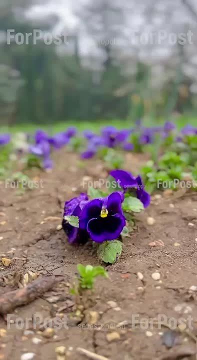 ������ � ����������� ���� ����� ��������� �������� ����������� �����