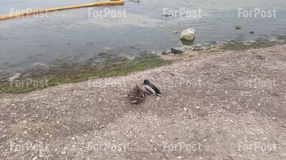 ����� �� ������ ������ ������, �� �� �������� ������� ������������� ������ ��������