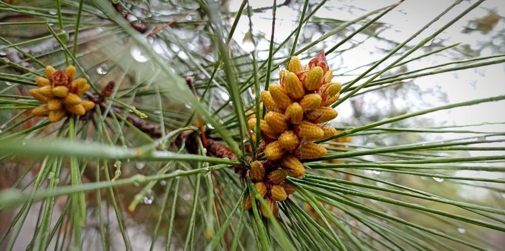 ������ ����, �����������! ������� ����� �������, ������ �� 15 �/�