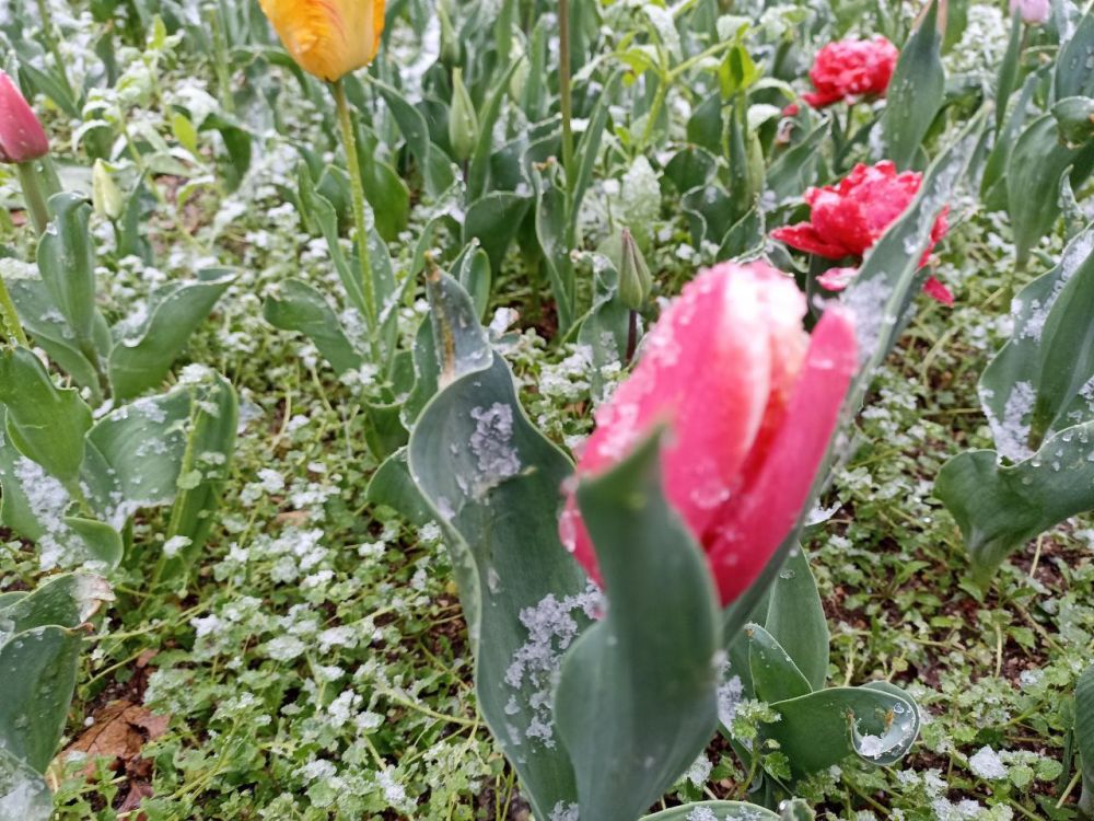 ������� ����, �����������!