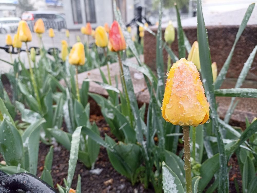 ������� ����, �����������!