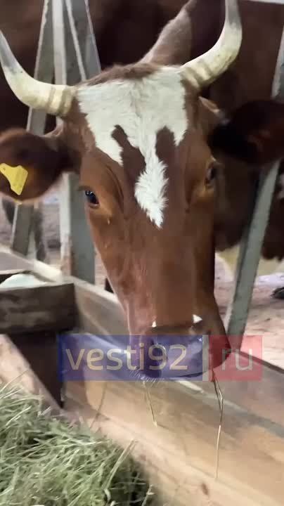 В Севастополе проходит ежегодная вакцинация крупного рогатого скота против сибирской язвы