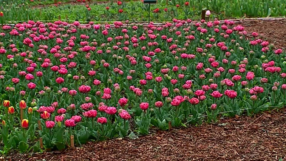 В Никитском ботаническом саду открылся парад тюльпанов «Салют Победы»