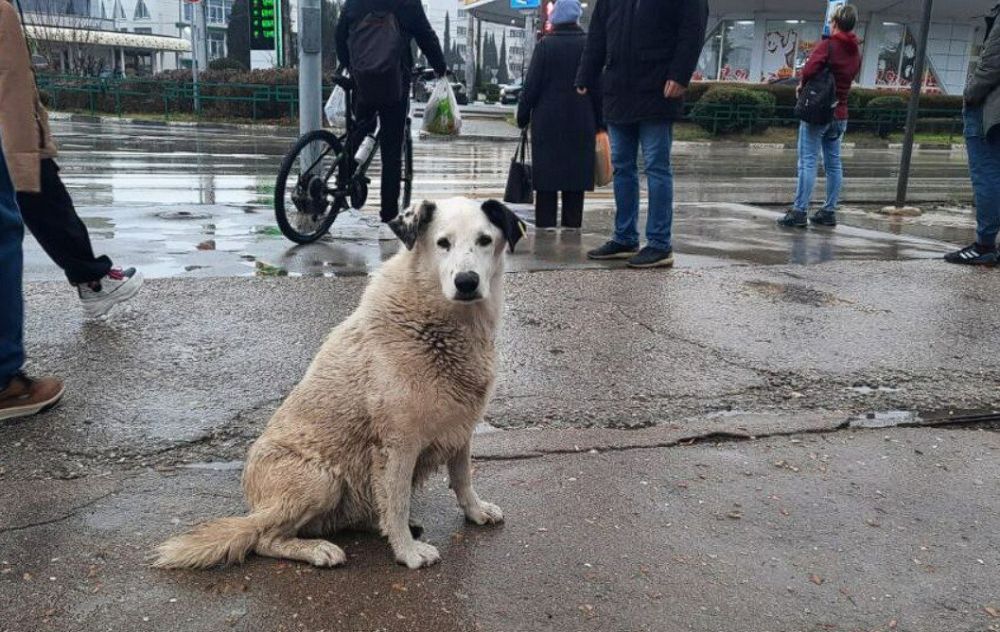 В Севастополе выделили долгожданный участок под приют для животных