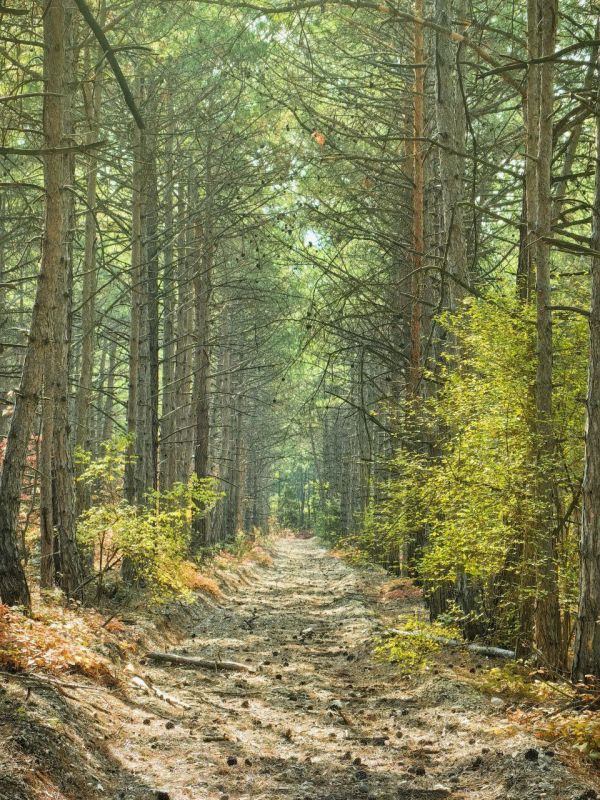 Давайте поговорим о том, что же определяет облик леса?