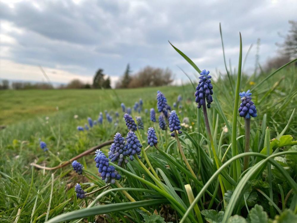 Маленькие синие «колокольчики» на тонком стебельке, словно бусинки, украшают и городские клумбы, и лесные опушки