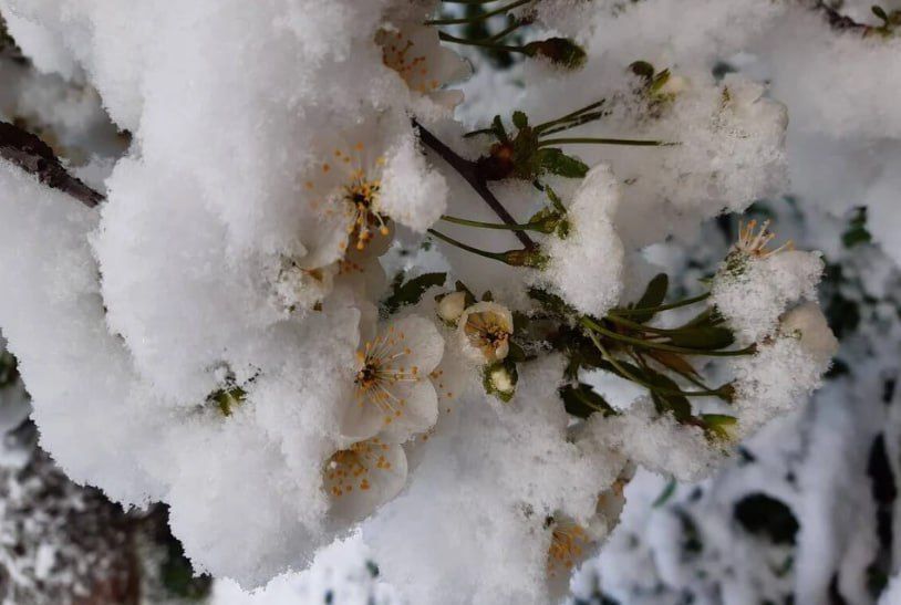 Апрельский снег в Севастополе: ждём урожай или нет?