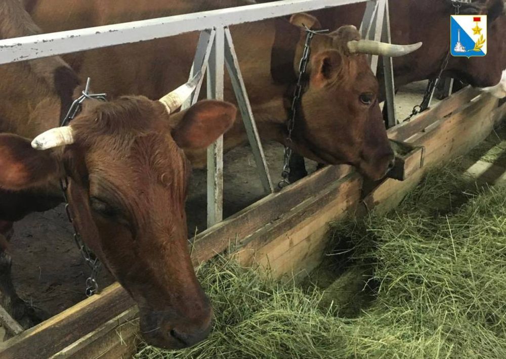 ���������� ����������� �������� �������� ������������ �������� �������� �����