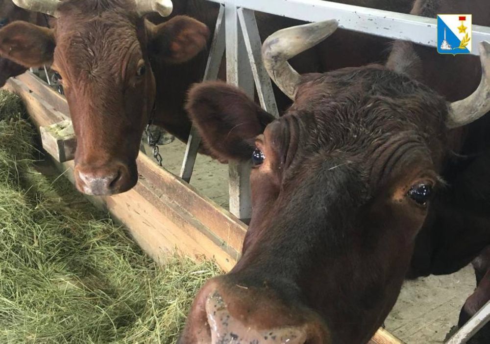 ���������� ����������� �������� �������� ������������ �������� �������� �����