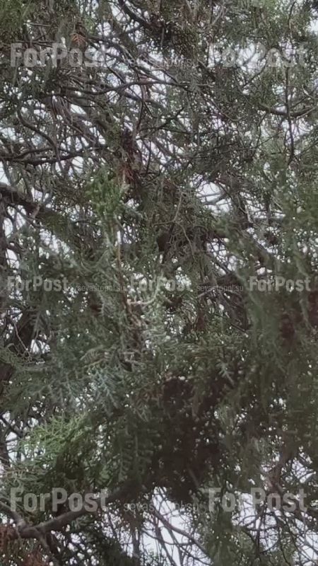 Очередной погодный "сюрприз": в Севастополе пошел град