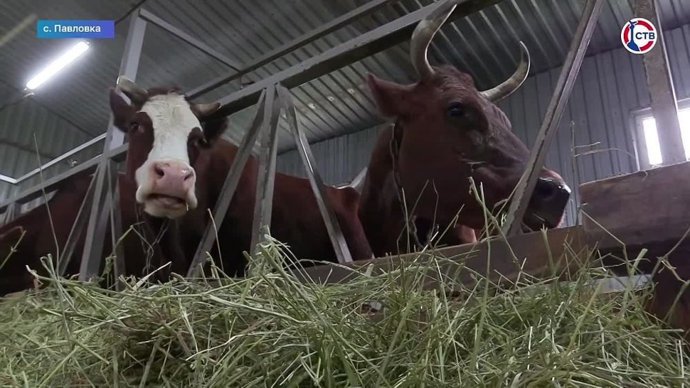 В Севастополе проходит вакцинация скота от сибирской язвы
