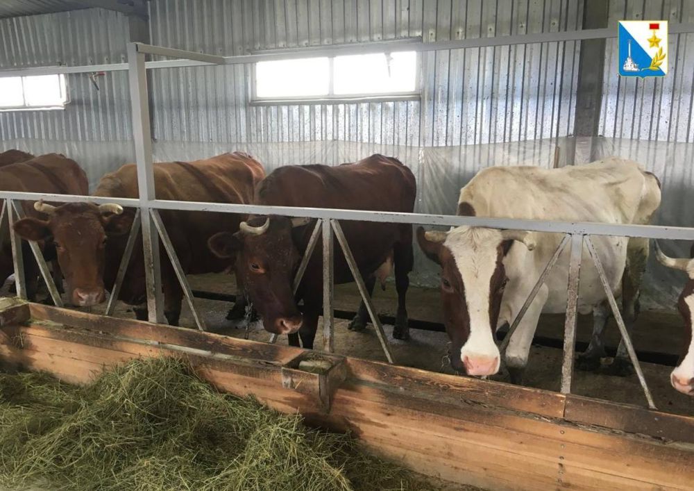 Управление ветеринарии проводит плановые обследования крупного рогатого скота