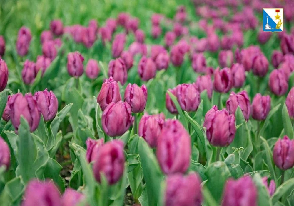 ���� ������ ��� ����� �������� 185 ����� ������, ��������� ���������� ������������ ������� � �������