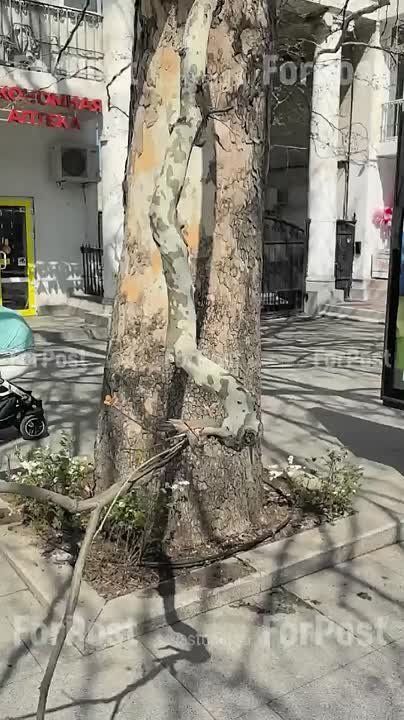 #���_�����. � ������ ��������� ��. ��������, ������� ��������� ����� �������, ������� ����� ������������� ������ ��� ���������