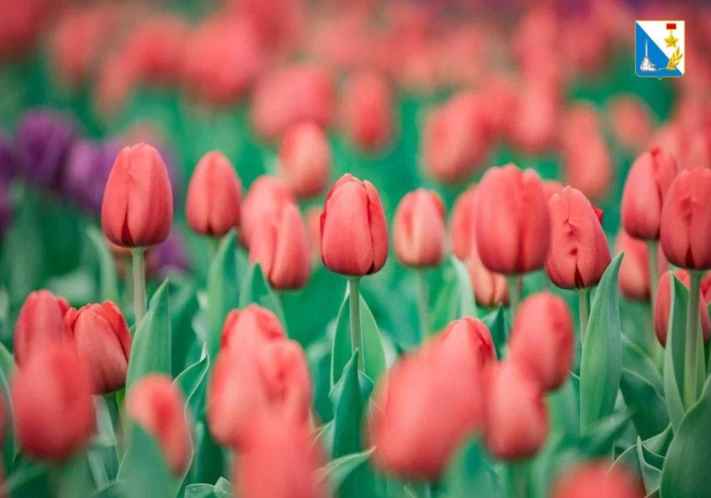 ���� ������ ��� ����� �������� 185 ����� ������, ��������� ���������� ������������ ������� � �������