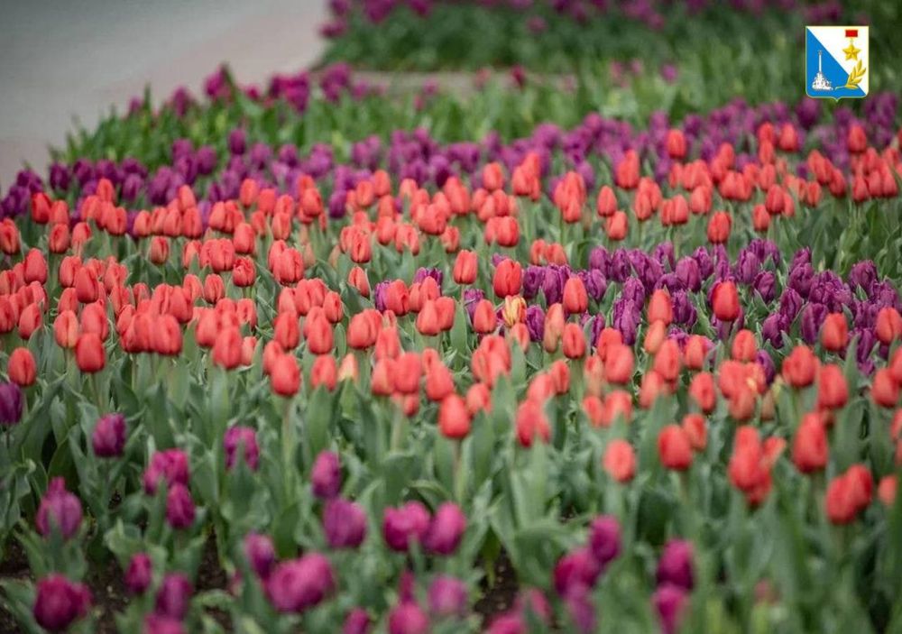 ���� ������ ��� ����� �������� 185 ����� ������, ��������� ���������� ������������ ������� � �������