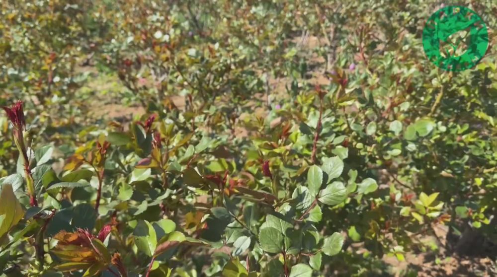 � ����� ������ ��������� ������������� ���������� � ������