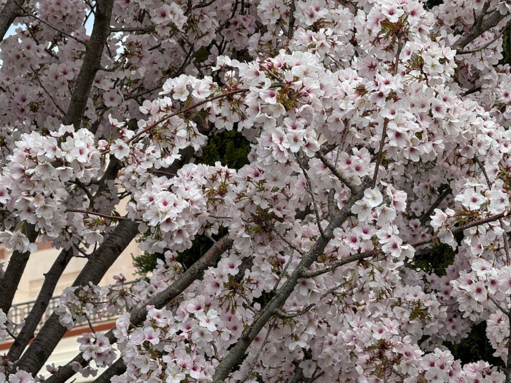 ������ �������, �����������!