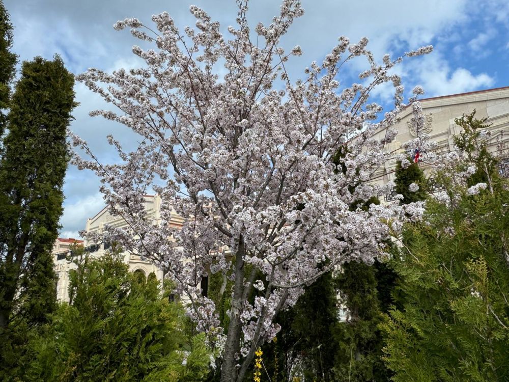 ������ �������, �����������!