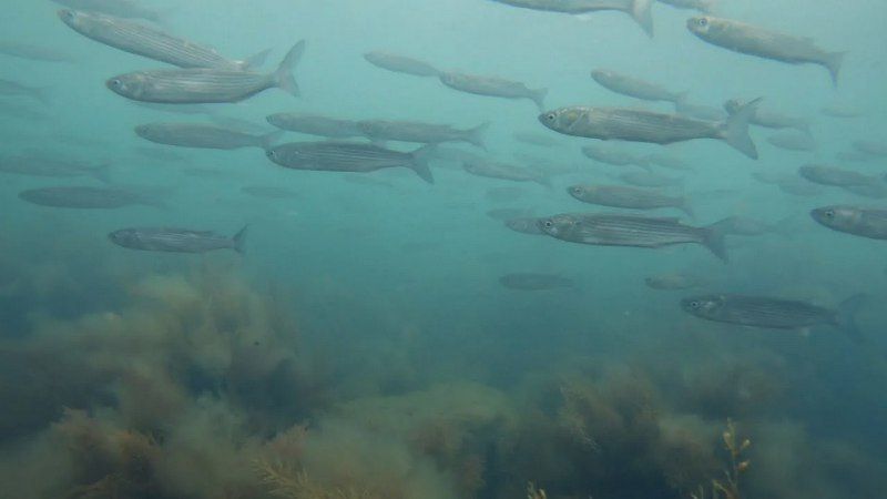 ����� ��������� ������������ ������� � ����������� ������������ ���� ����� ������� ������ � ���������� �������