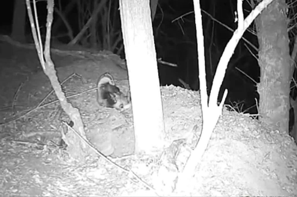 ����������� �������� � ����������� �������