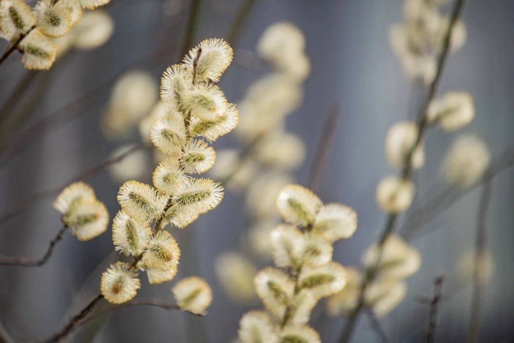 ��������� ���������: �������, � ��������� ����������� ����� ������, ������������ ��� �������� ���� ��������� � ��������� � ���� �� 12 ������� ��������� ����������, ��������� � ������ ������ ������ ������