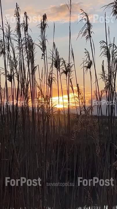 ������ ������� �� ������-�������� ������ �������