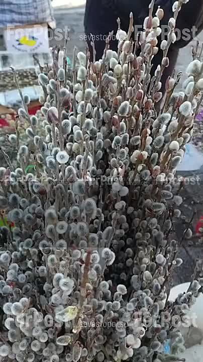 ������������ ��� ������� �������� ������� �����������