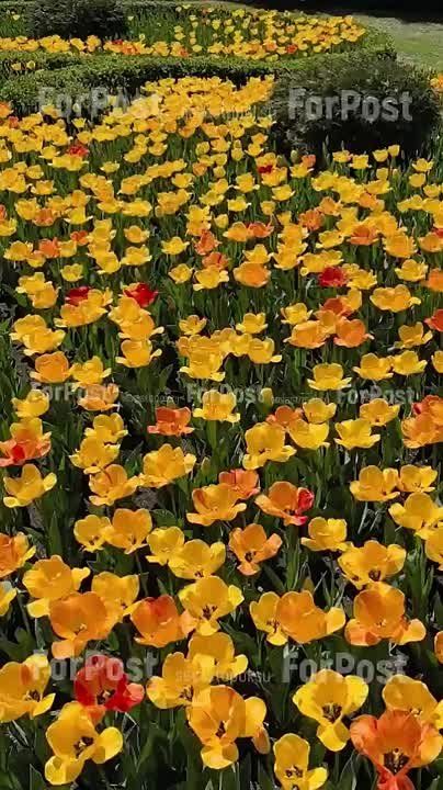 Красоты вам в ленту - море жёлтых тюльпанов у памятника Сенявину