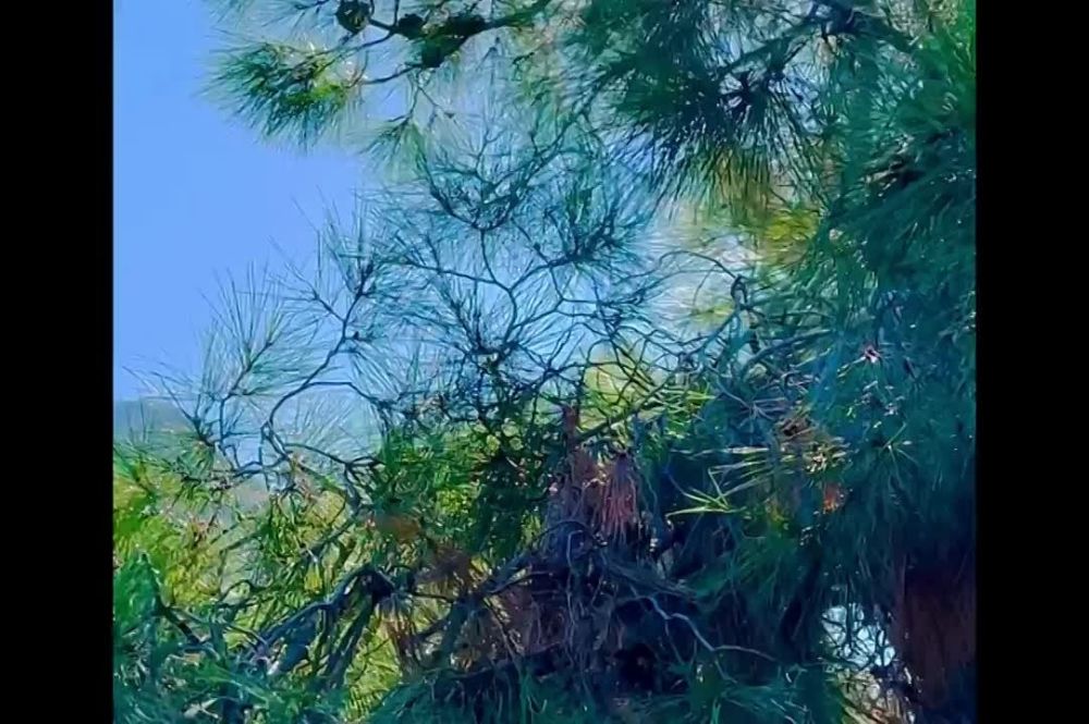 Весной, обычно в апреле и мае, начинается период цветения у сосны Станкевича и сосны Палласа