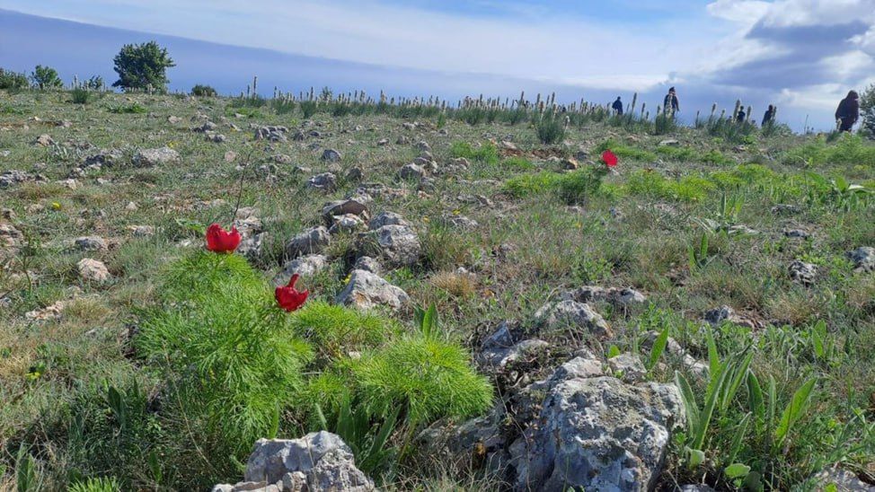 В апреле в Севастополе бывает жарко, и тогда зацветают пионы