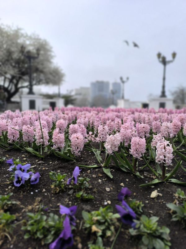 #Что это за цветок