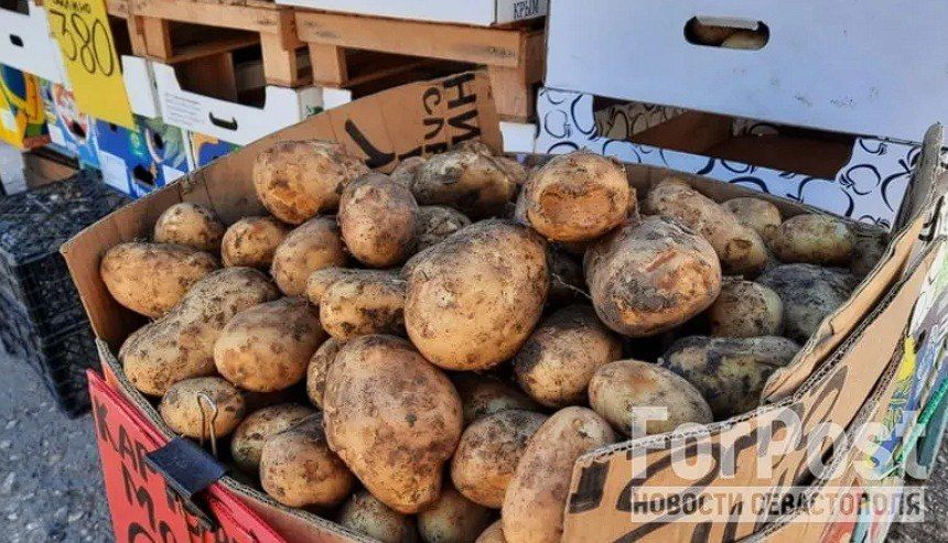 В Севастополе ожидают падения цен на картофель