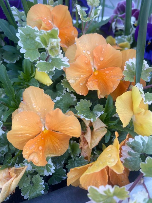 ���� ������ �������. � ����������� ��� �������