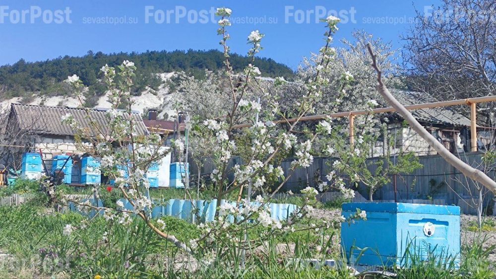 #���_�����. ����������� ����������