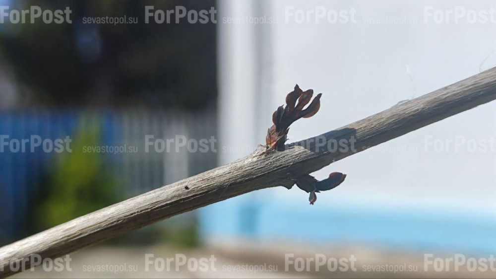 #���_�����. ����������� ����������