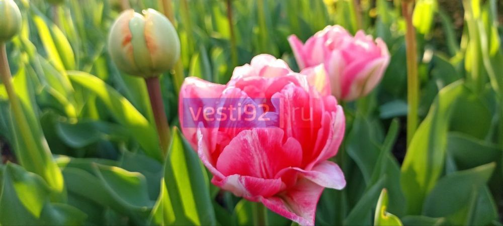 ������ ����, �����������! ������� ���������� � ������ ��������