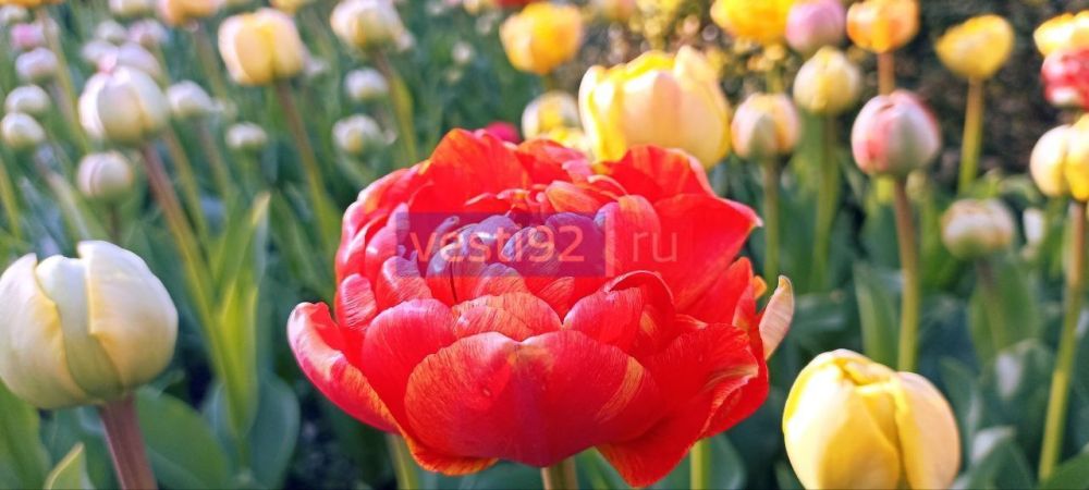 ������ ����, �����������! ������� ���������� � ������ ��������